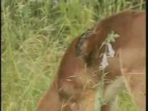 young impala with bad scar WildEarth 2-13