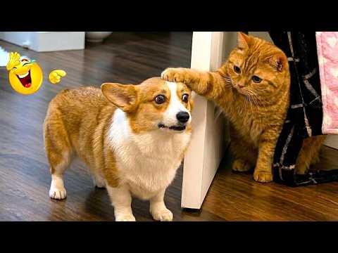 Funny Cat Caught Making a Scene 🤪😹 Funniest Cats Video 2026
