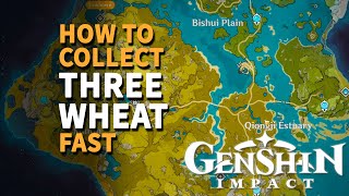 Find and collect three Wheat Genshin Impact