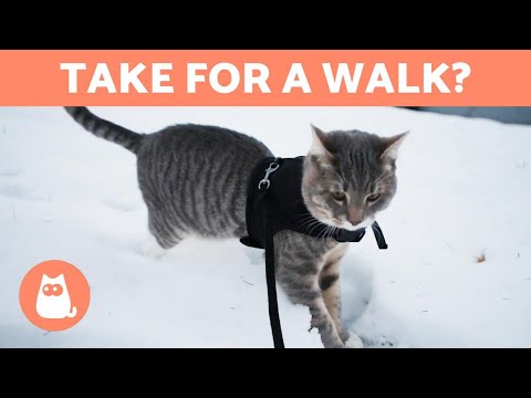 Can I take my CAT for a WALK? 🐈🚶‍♂️ (Advantages and Disadvantages)
