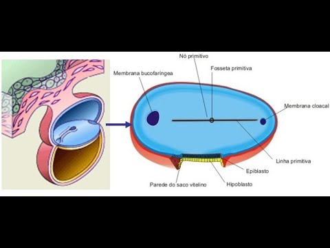 3a. SEMANA DE DESENVOLVIMENTO HUMANO: GASTRULAÇÃO (MEDICINA- UNESP)
