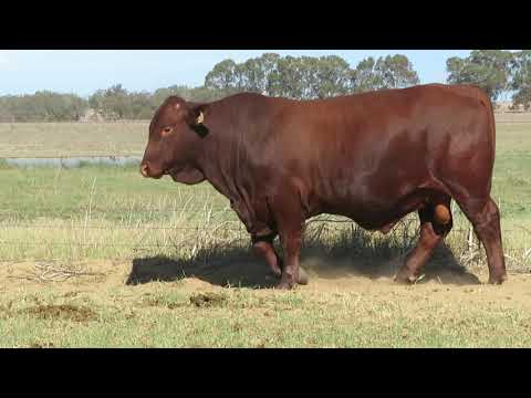 Lot 13 Biara 9218[PS]