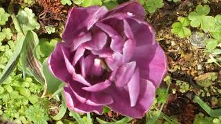 花､EKH花のスライドショー(チューリップ④ユリ科20180419 )