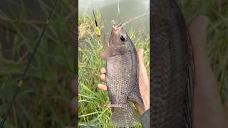 Download lagu Fishing in the estuary swamp waters when the tide is high, the big fish are eating 🤤 mp3