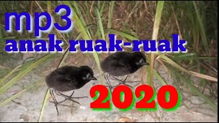 Download lagu Suara anak ruak ruak,keruak memanggil induk nya mp3 Download lagu Suara anak ruak ruak,keruak memanggil induk nya mp3