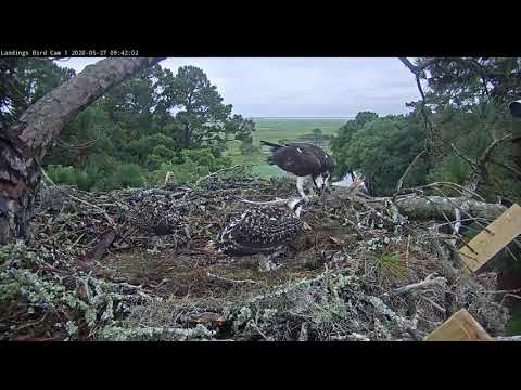 Male Osprey Swoops In With Whole, Live Fish At Savannah Osprey Nest – May 27, 2020