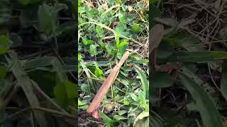 Praying Mantis #bugs #insects #prayingmantis