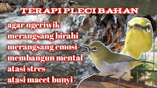 Download lagu 100% terbukti - terapi air dan call pleci bahan mp3 Download lagu 100% terbukti - terapi air dan call pleci bahan mp3
