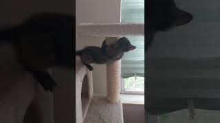 Octavia climbing
