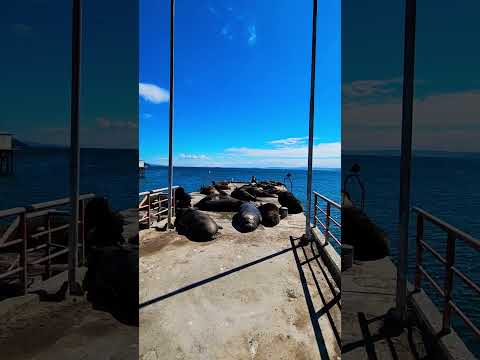 ¡Invadieron el Muelle! Lobos marinos en Tomé 🇨🇱