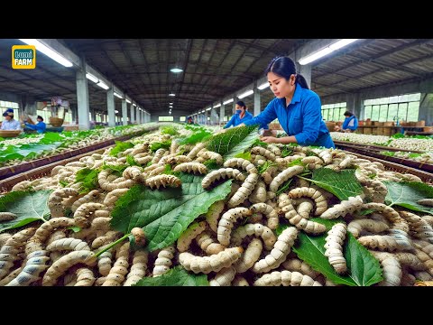 How Chinese Silkworm Farms Raise Billions of Silkworms to Produce Silk | Silk Production Factory