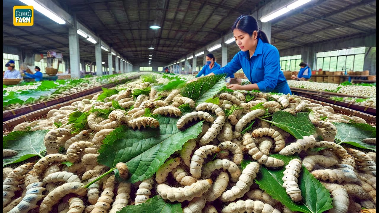 How Chinese Silkworm Farms Raise Billions of Silkworms to Produce Silk | Silk Production Factory