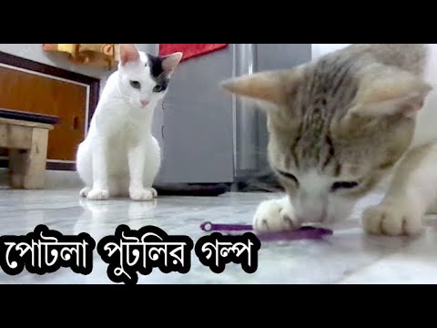 পোটলা পুটলি'র গল্প/ CAT STORY / A DAY WITH PETS/ LOCKED DOWN RELIEF/ BY ASHIM MURSHED