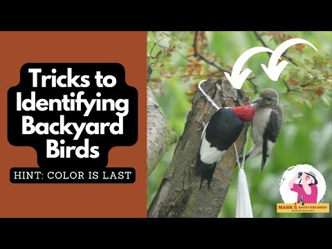 How to Identify Common Backyard Birds