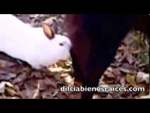 EL CONEJO ENAMORADO!!!!