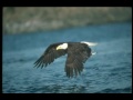 Wings as Eagles By Phil Driscoll