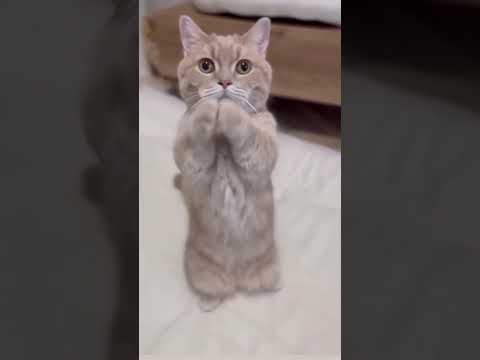 Funny Cat Dance. #shorts #trending #viral #catdance