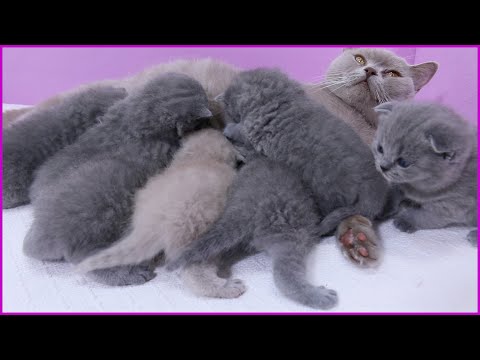 ❤️ 7 Hungry Kittens Meows & Want to Eat | Cute Baby Kitten 👀 for Nursing Spot | 20 Days after Birth