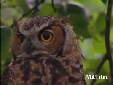 Gufi in Champions League