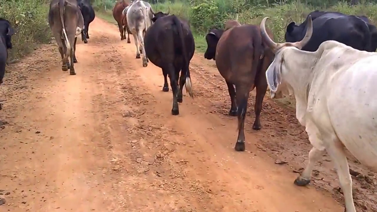 Tocando as vacas do curral para o pasto.