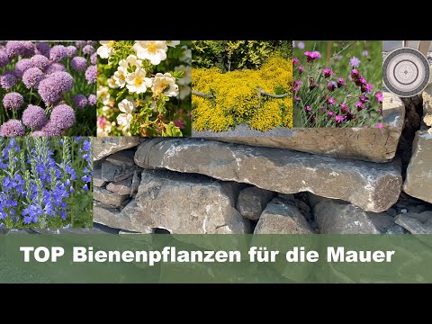 , title : 'TOP Bienenpflanzen für Trockenmauern und Natursteinmauern , Geniale Tischdekoration für Ostern'