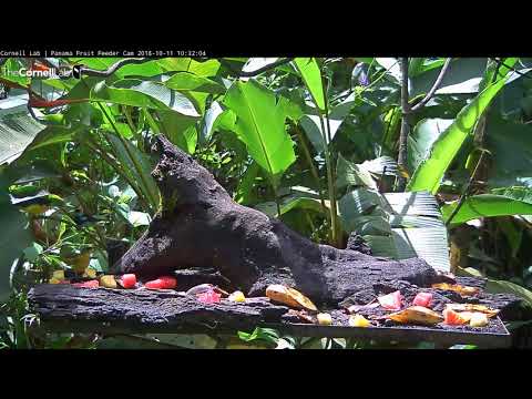 Golden-hooded Tanager Visits Panama Feeder For First Time! – Oct. 11, 2018