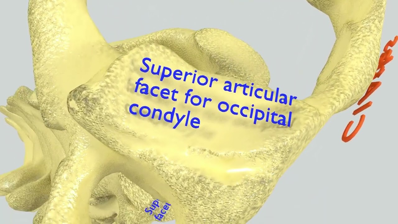 Vertebrae vertebral column labelled text detail 3D Model