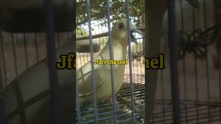 Download lagu Suara burung punai Betina juga gacor #shorts mp3