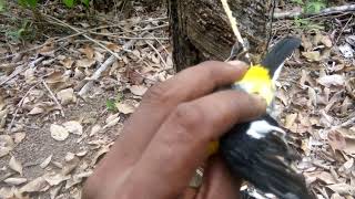 Download lagu cara memikat burung sulingan emas agar tidak rusak bulunya mp3 Download lagu cara memikat burung sulingan emas agar tidak rusak bulunya mp3