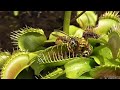 Yellow Jackets Captured by Venus Fly Trap || ViralHog