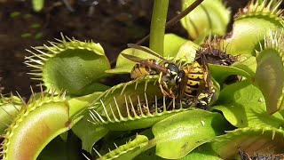 Yellow Jackets Captured by Venus Fly Trap || ViralHog