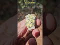 Stunning And Ultra Rare Leaf Gold With Fools Gold Shortsvideo Shorts
