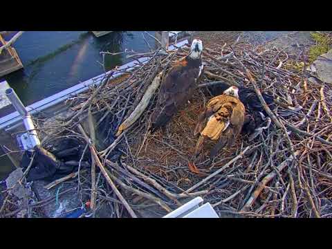 180313 Richmond Osprey Cam - Presented by Friends of the James River Park - 嗯?