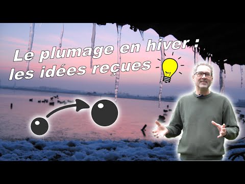 Balistique les idées reçues : en hiver les animaux sont plus résistants, il faut tirer plus gros !