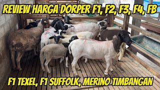 Download lagu REVIEW HARGA DOMBA DORPER, SUFFOLK, F1 TEXEL DAN MERINO TERBARU DI KURAWA FARM KEDIRI mp3 Download lagu REVIEW HARGA DOMBA DORPER, SUFFOLK, F1 TEXEL DAN MERINO TERBARU DI KURAWA FARM KEDIRI mp3