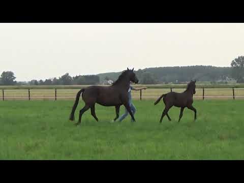 Hengstfohlen von Maracaná