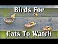 Videos of Birds For Cats To Watch - Entertainment For Your Cat Videos of Birds For Cats To Watch - Entertainment For Your Cat