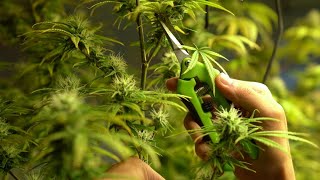 עת להרוג ועת לרפא▪️ הרב נחמנסון ▪️ (שיעור בספר קוהלת פרק ג פסוק ג) (הערוץ של הרב יהודה לייב נחמנסון) - התמונה מוצגת ישירות מתוך אתר האינטרנט יוטיוב. זכויות היוצרים בתמונה שייכות ליוצרה. קישור קרדיט למקור התוכן נמצא בתוך דף הסרטון