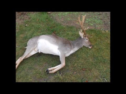 DAMWILDJAGD Junger ABSCHUSSHIRSCH kommt zur Strecke!!!