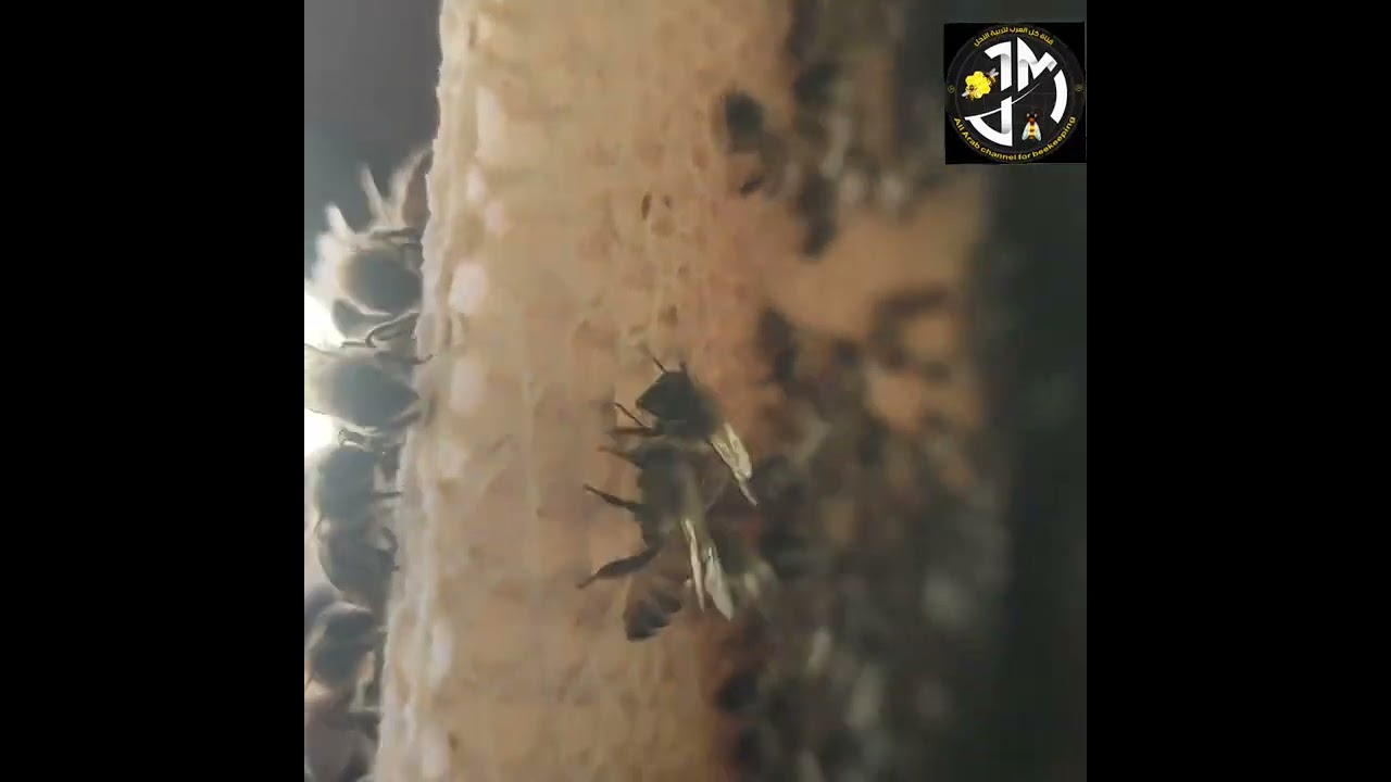 الشمع الحر الابيض الطبيعي وسرعة البناء من قبلةالمحل 