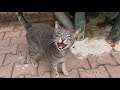 Very Hungry Gray Cat Started Meowing Loudly When She Saw Me