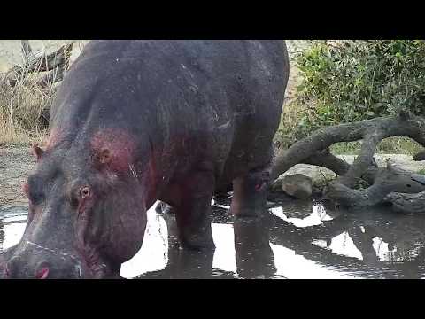 Djuma: Hippo arriving(with another open wound on leg) - 17:33 -  09/07/19