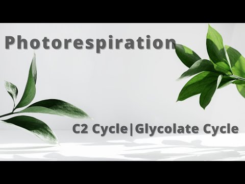 Photorespiration/C2 Cycle|For PPSC Lecturer Botany/ Biology Preparation