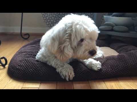 Happy Birthday Auntie! 2020