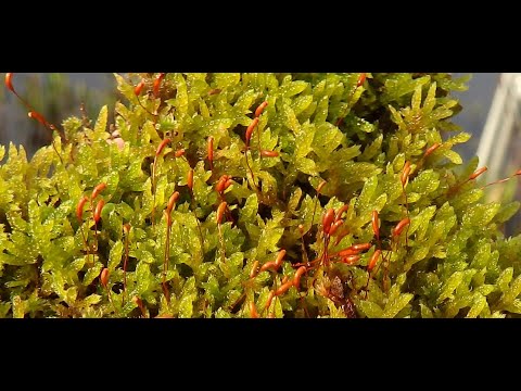 Hypnum cupressiforme Greece by Theo Fotiadis