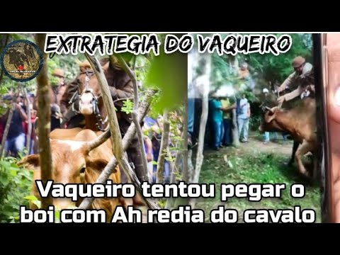 Vaqueiro tenta passar ah redia na cabeça do boi salgadinho o avião do sertão Pernambucano.