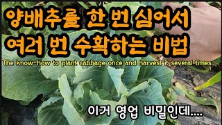 (영업비밀) 양배추를 한번 심어서 여러번 수확하는 노하우..모종장사에게는 비밀입니다.