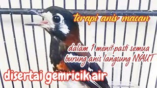 Download lagu suara anis macan di sertai gemricik air untuk terapi semua jenis burung anis. mp3