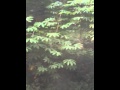 Maen dikebun - YouTube