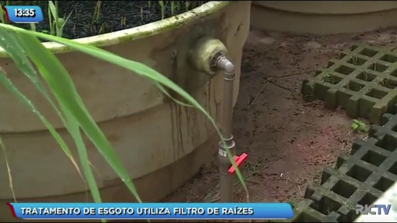 Tratamento de esgoto utiliza filtros de raízes para evitar a poluição, em Florianópolis
